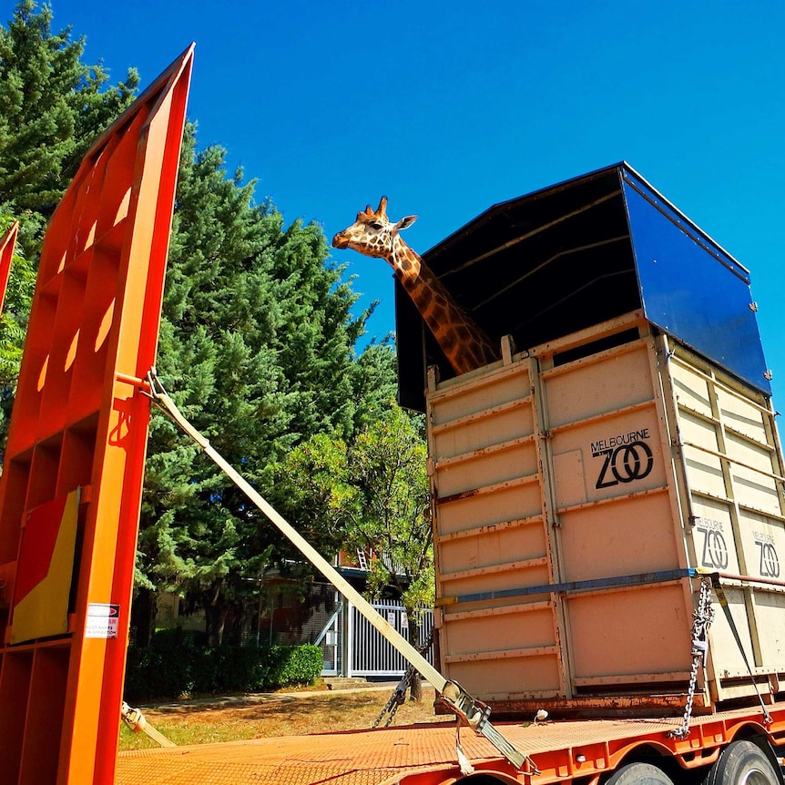 Shaba was moved in a special travelling cage on the back of a truck from Mogo, NSW to Canberra.