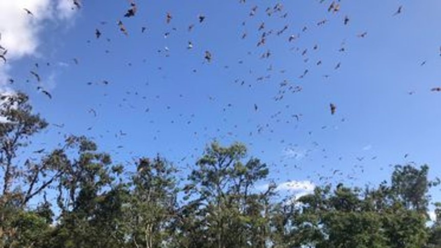 Flying foxes plague country Queensland golf course - ABC News