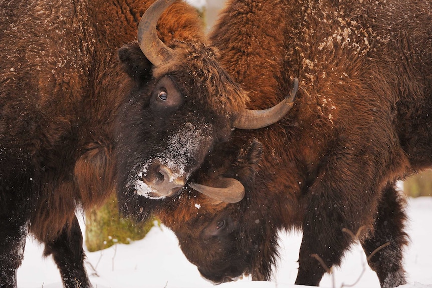 Foreign Correspondent: Bisons