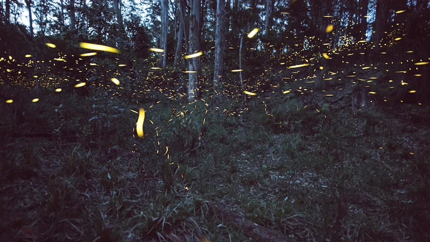 Fireflies give a yellow glow as they fly around bushland at Kangaroo Valley.