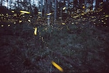 Fireflies give a yellow glow as they fly around bushland at Kangaroo Valley.