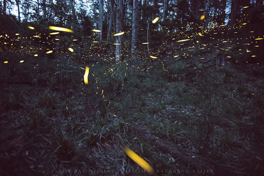 Fireflies give a yellow glow as they fly around bushland at Kangaroo Valley.