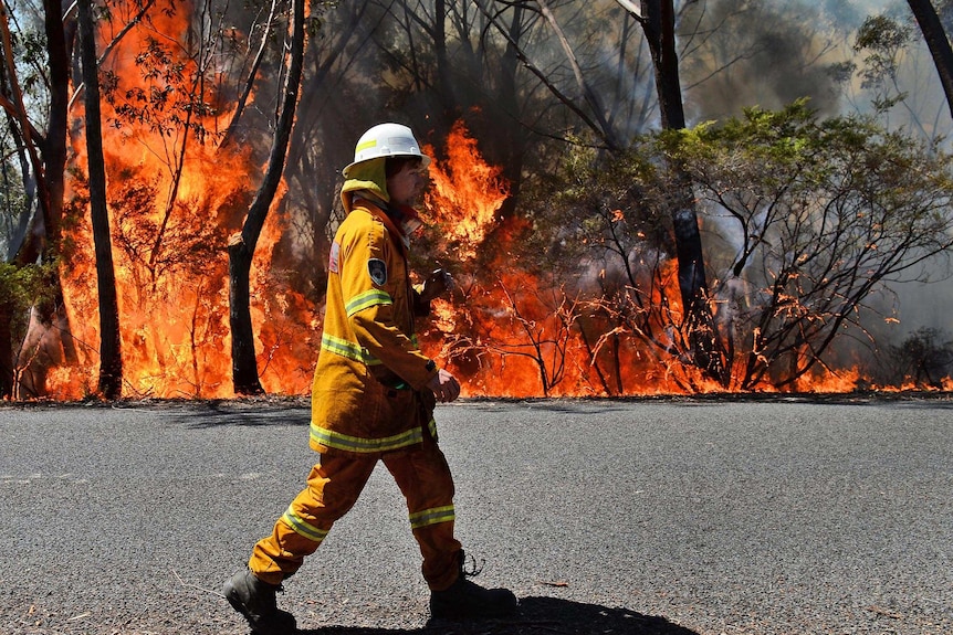 A NSW rural firefighter monitors back-burning near Mount Victoria in the Blue Mountains.