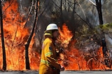 A NSW rural firefighter monitors back-burning near Mount Victoria.