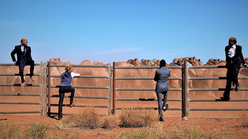 Four smartly dress young indigenous men hang off fences. Wild caught camels in backdrop.