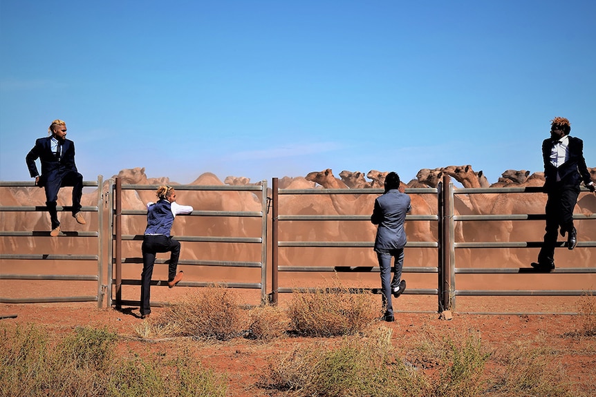 Four smartly dress young indigenous men hang off fences. Wild caught camels in backdrop.
