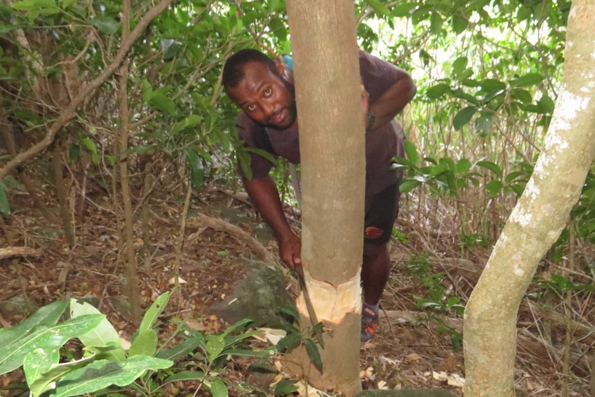 Ranger Matatia ring barks an unwanted rain tree on Yadua Taba island.