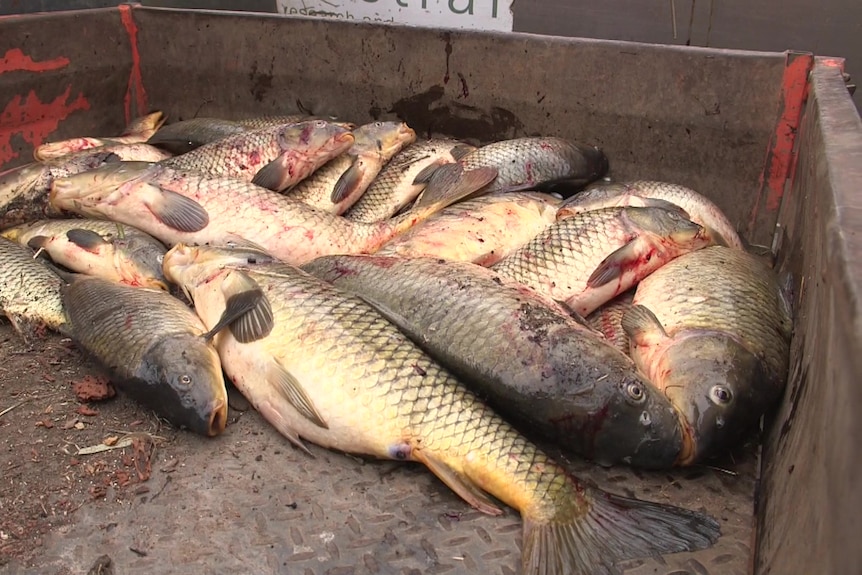 A ute tray with several carp piled up at the back
