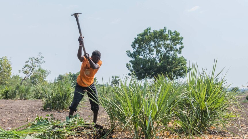 Chapepa removes weeds from a field where the family's crops should be thriving