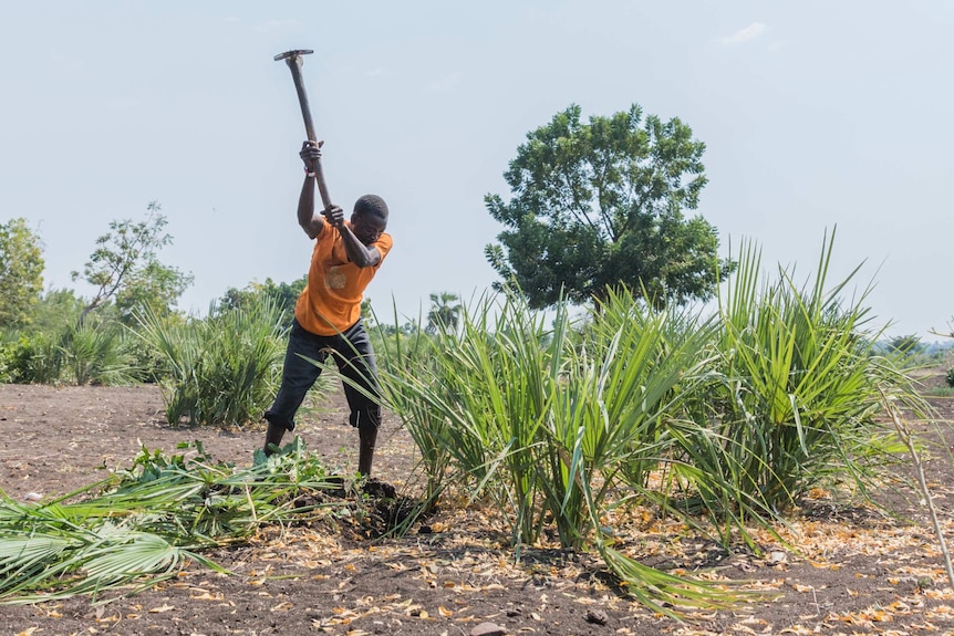 Chapepa removes weeds from a field where the family's crops should be thriving