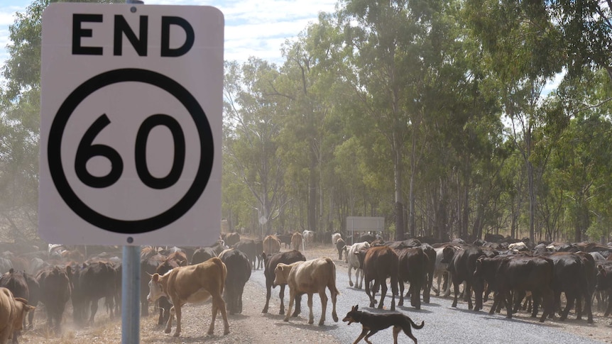 A working dog rounds up cattle behind an end sixty speed road sign. The herd is walking down a country road lined with gum trees