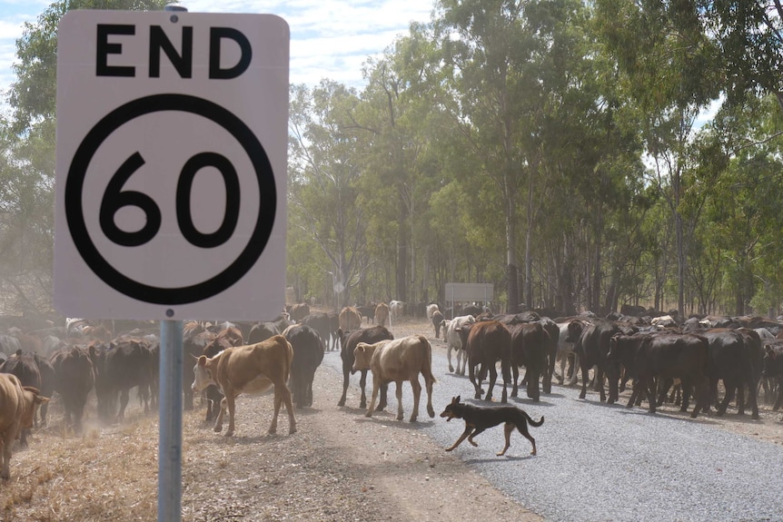 A working dog rounds up cattle behind an end sixty speed road sign. The herd is walking down a country road lined with gum trees