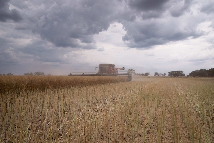 Harvester in wheat paddock under storm clouds in northern Victoria