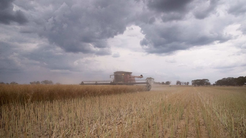 Harvester in wheat paddock under storm clouds in northern Victoria