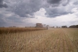 Harvester in wheat paddock under storm clouds in northern Victoria