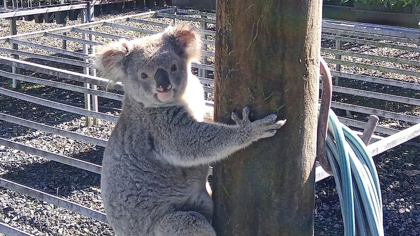 A guilty-looking koala.
