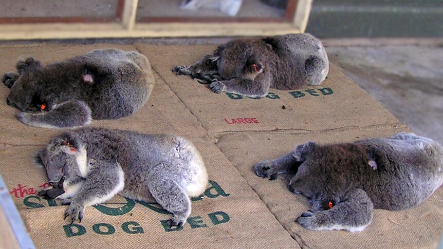 French Island koalas under sedation following contraceptive implantation.