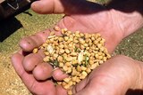 Freshly harvested chickpeas in a farmer's hand