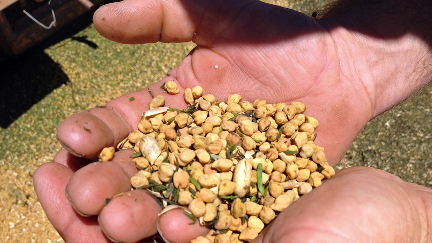 Freshly harvested chickpeas in a farmer's hand