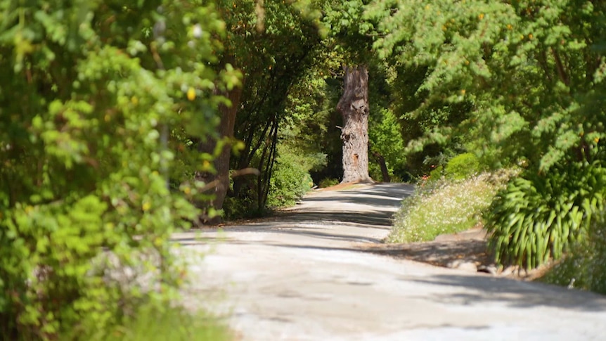 Road through leafy forest