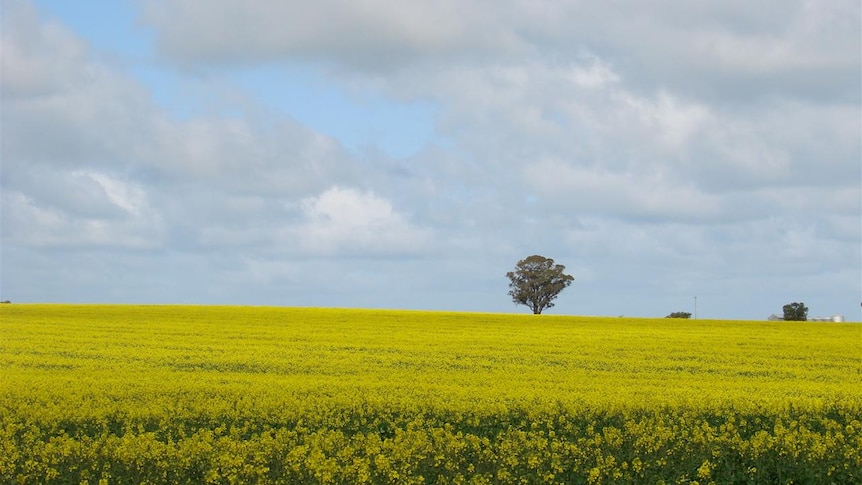 Canola field