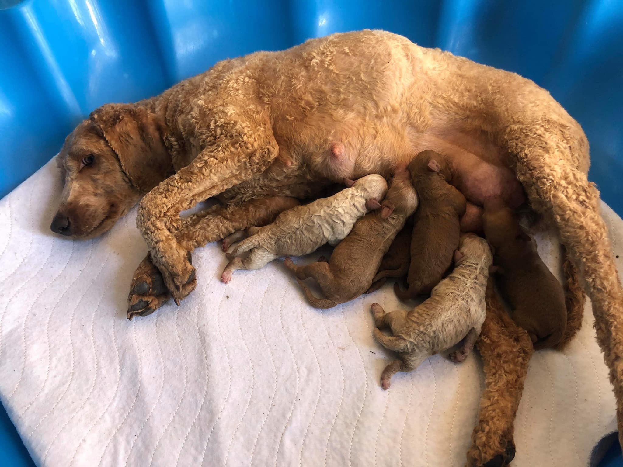 A caramel coloured mother labradoodle feeding her puppies.