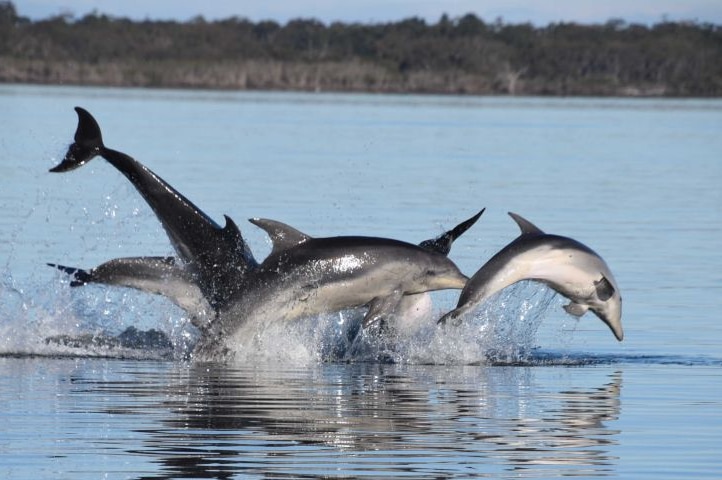 Pod of dolphins swim in lake