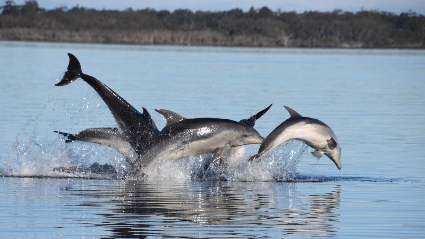 Dolphins leaping from the water.
