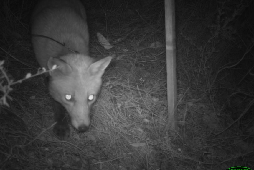 A fox with a GPS collar on