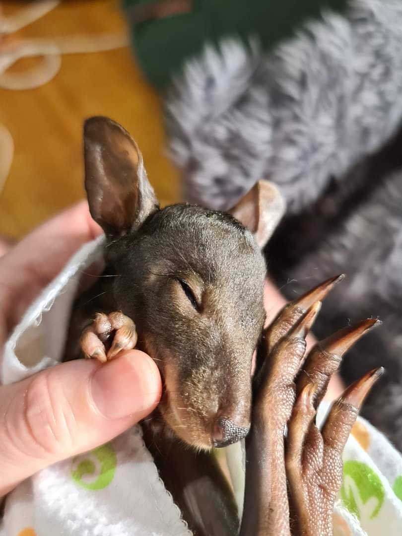 A baby pademelon.