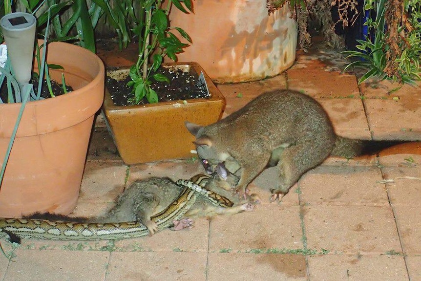 A mother possum trying to wrestle its baby free from grasp of a python