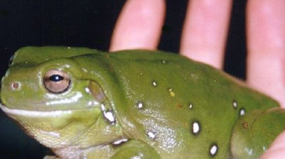 Green clients: The hospital cares for up to 200 frogs at a time. [File photo]