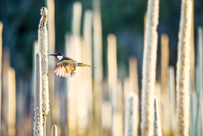 A bird hovers feeding on a grass tree flower.