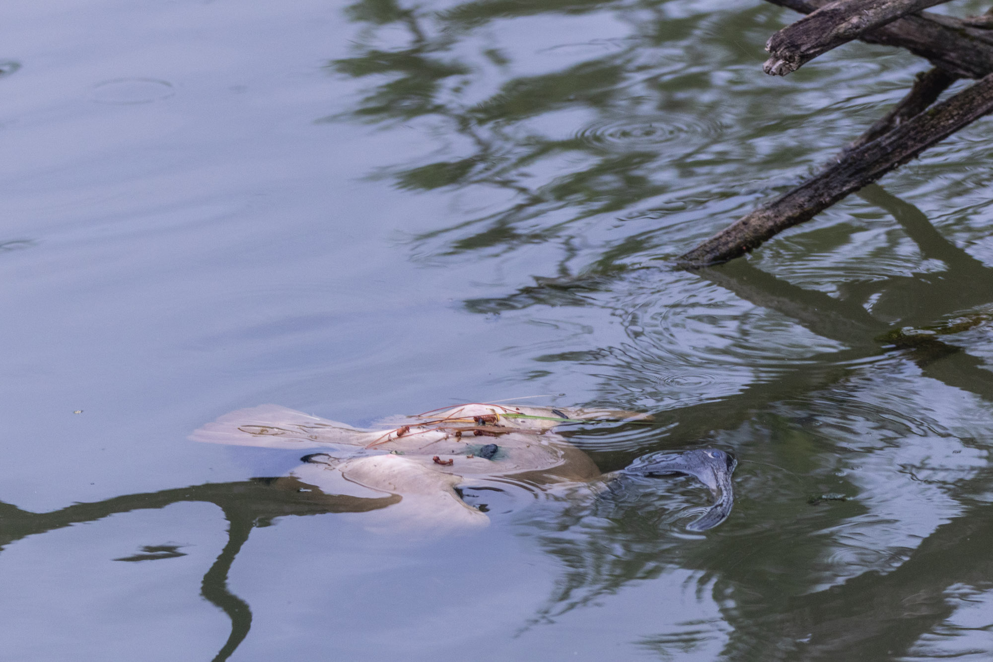 Dead ibis in Lake Weeroona.