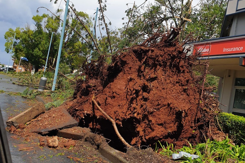 An uprooted tree lays on a street