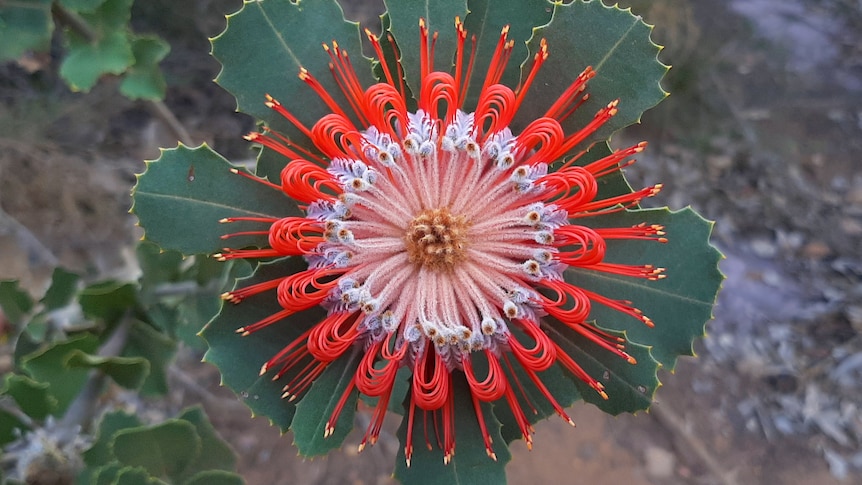 A banksia coccinea flowering in Stirling Range National Park.