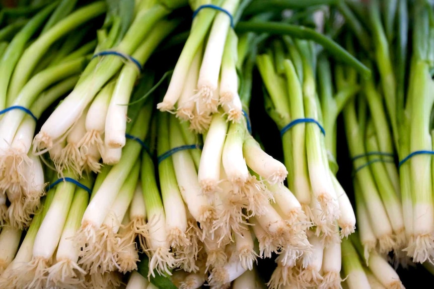 A collection of spring onions.