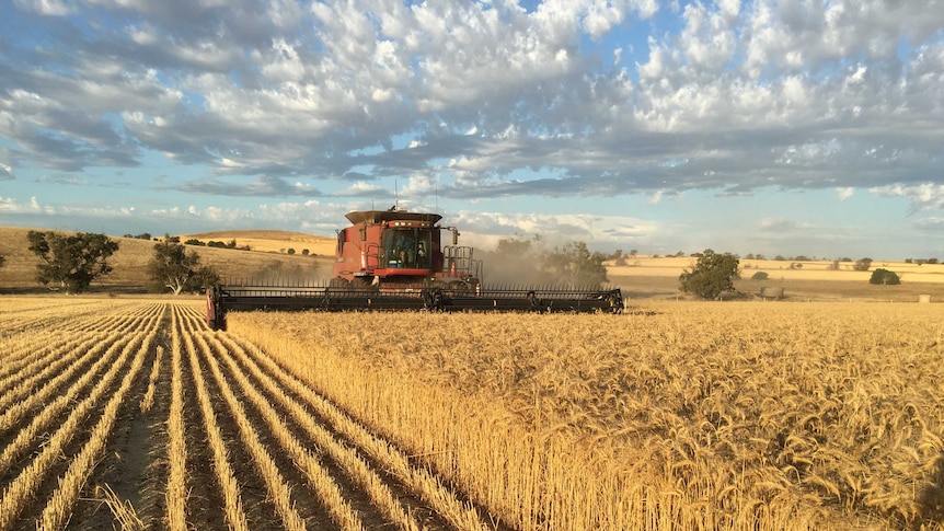 A harvester working in a paddock approaching the camera.
