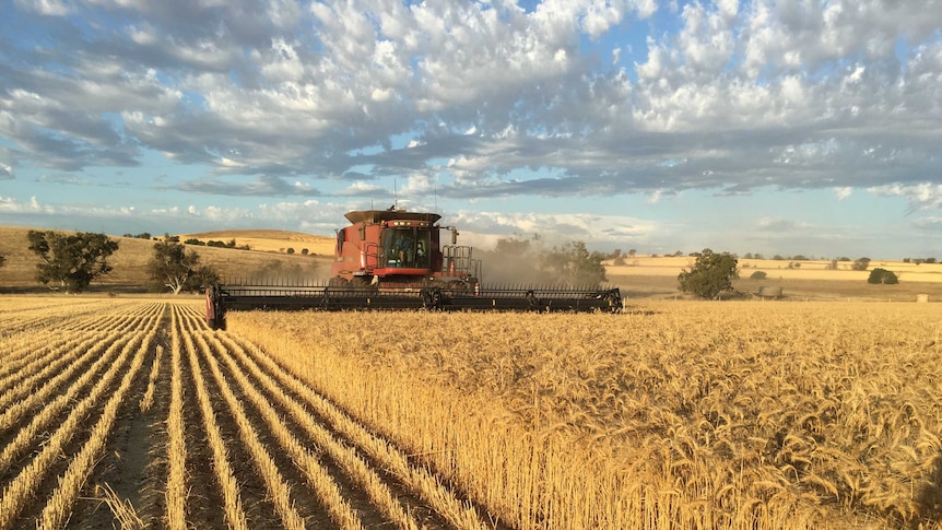 wheat harvest generic