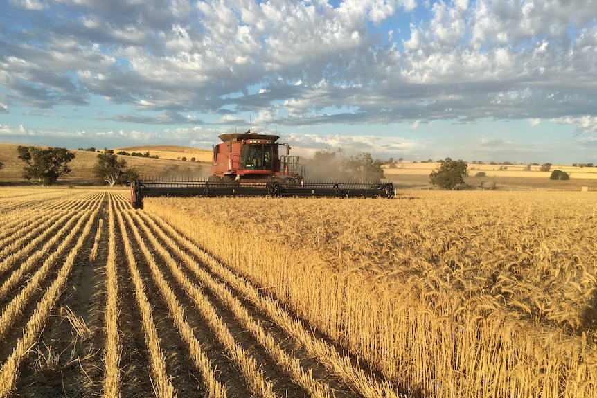 wheat crop in a field with a harvester coming towards the front of the photo