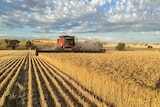 A harvester working in a paddock approaching the camera.