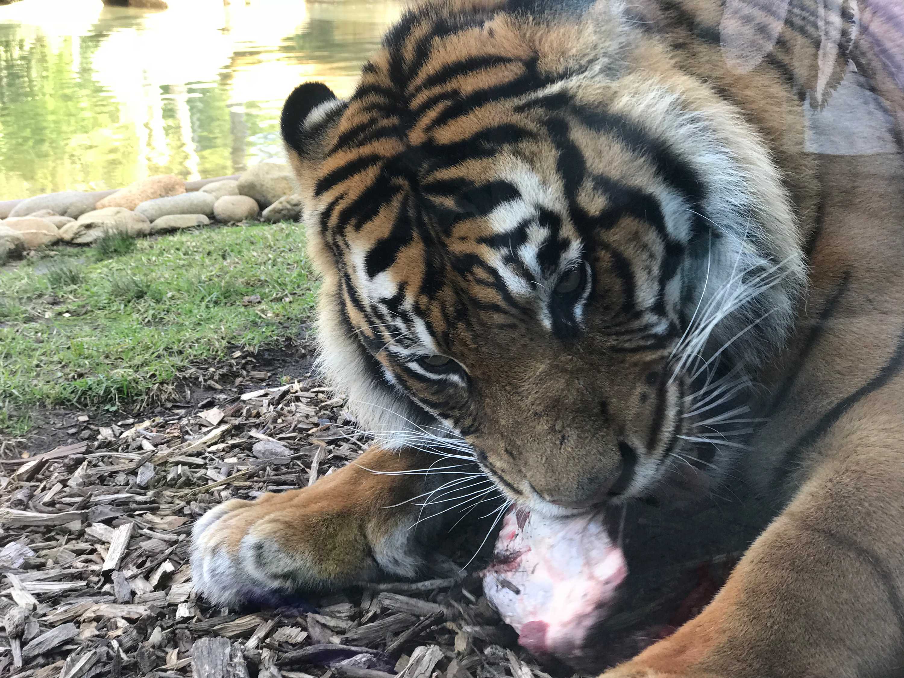 Endangered Sumatran Tigers Fly To Tasmania Zoo In State First Abc News