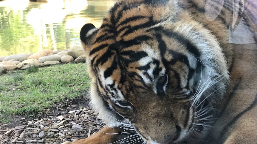 Sumatran tiger feasts on red meat at Symbio Wildlife Park at Helensburgh, June 2018.