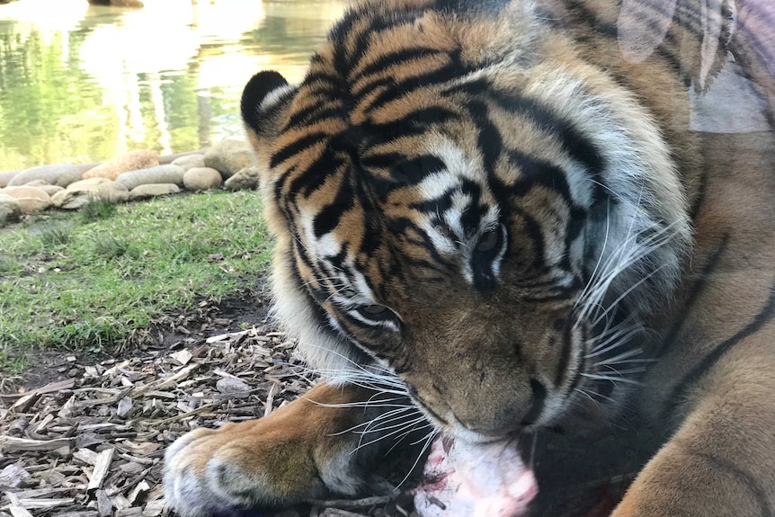 Sumatran tiger feasts on red meat at Symbio Wildlife Park at Helensburgh, June 2018.