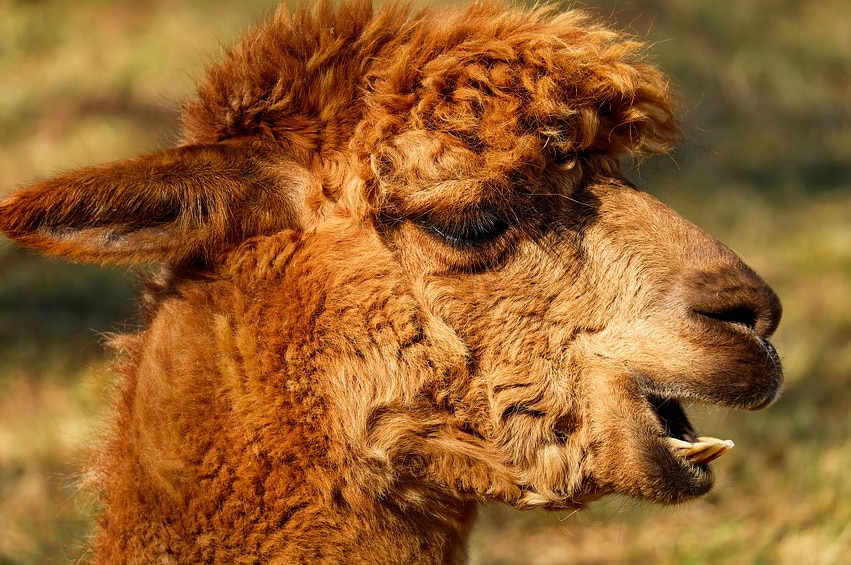 An alpaca, generic image.