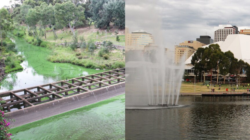 Pollution runs downstream from Torrens Lake