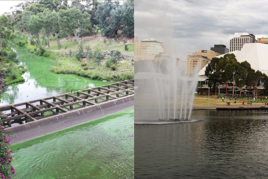Pollution runs downstream from Torrens Lake