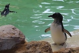 Little Penguins in the water
