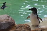 Little Penguins