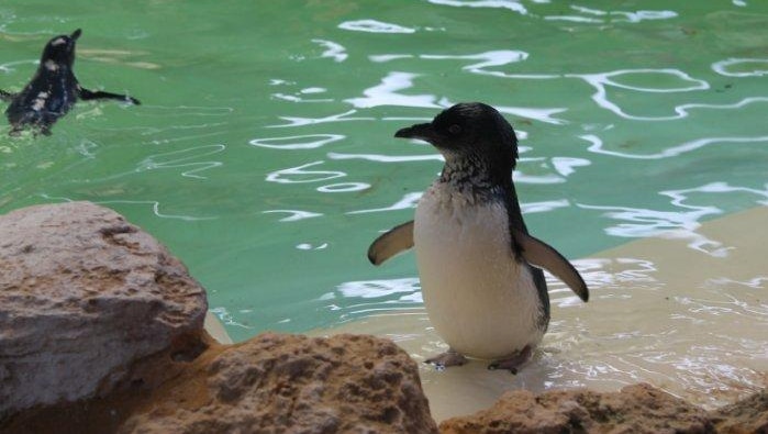 Little Penguins in the water